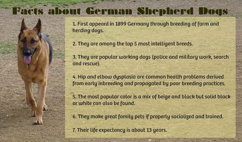 amazing-german-shepherd-facts