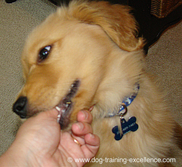 golden retriever puppy musca