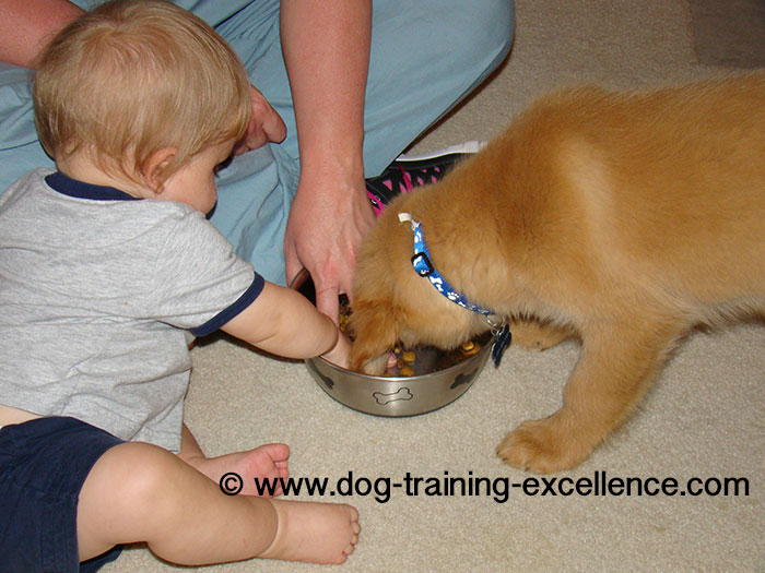 Entrenamiento de Golden retriever, foto de cachorro golden retriever