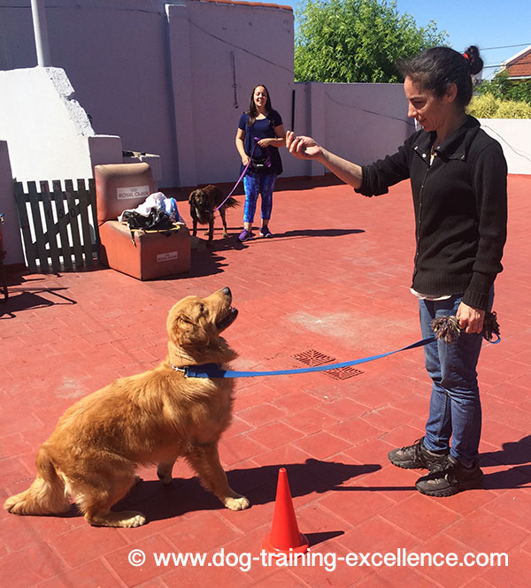 Golden retriever trening for å sitte