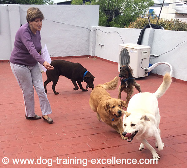 Ejercicios de entrenamiento de Golden retriever