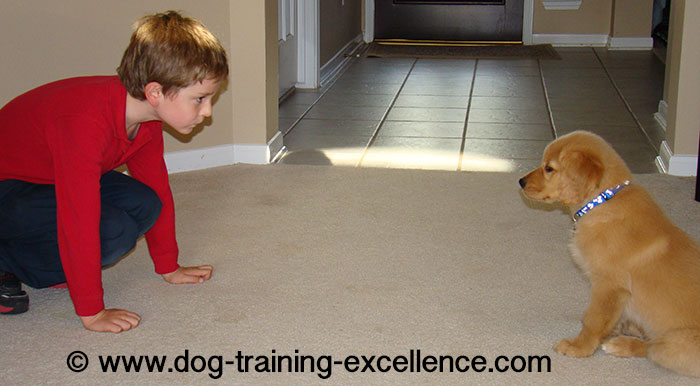 Golden Retriever training, golden retriever puppy pic