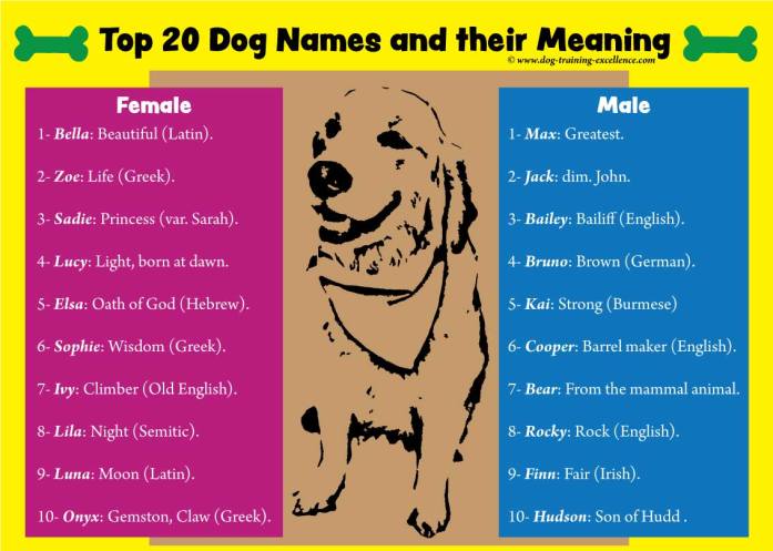 1001 Best Dog Names For Smart Pets - 4 letter girl names outstanding how to choose a roblox