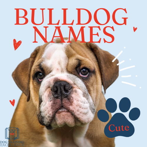 unique and popular bulldog names
