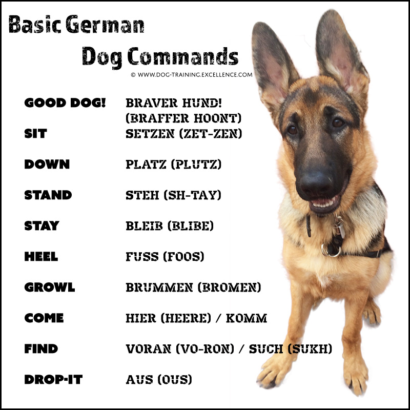 dog training commands and hand signals
