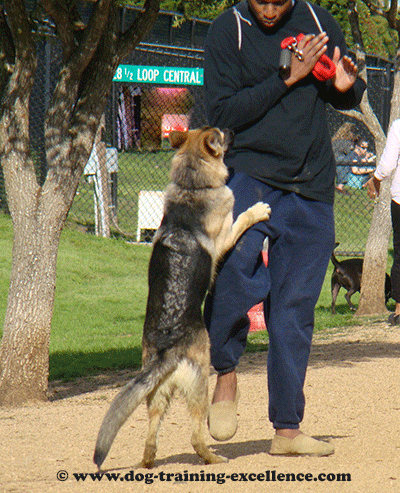 german shepherd training dog jumping barking puppy tips dogs attention excellence