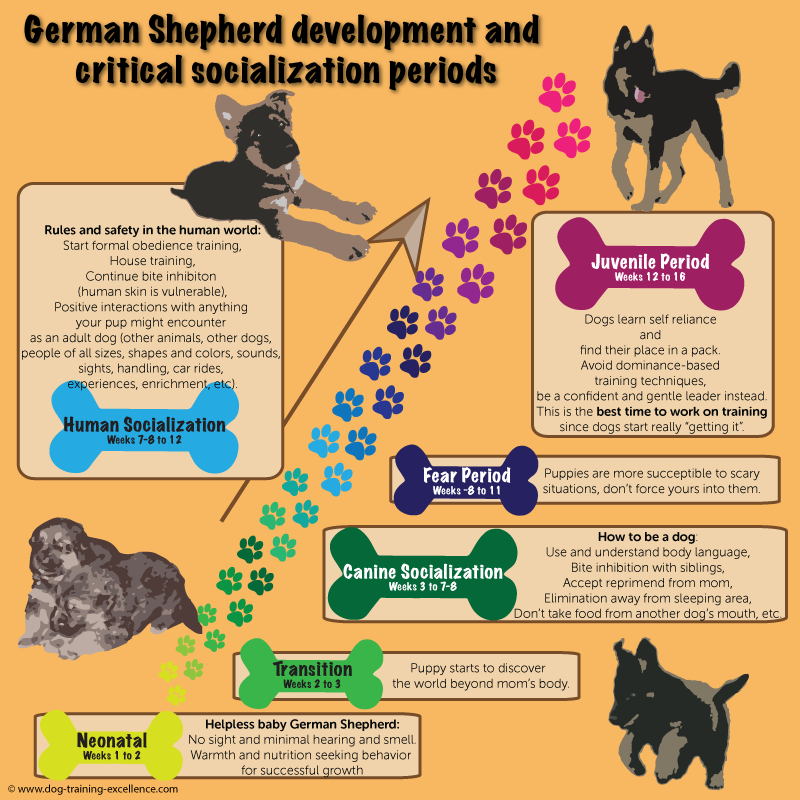 german shepherd crate training schedule