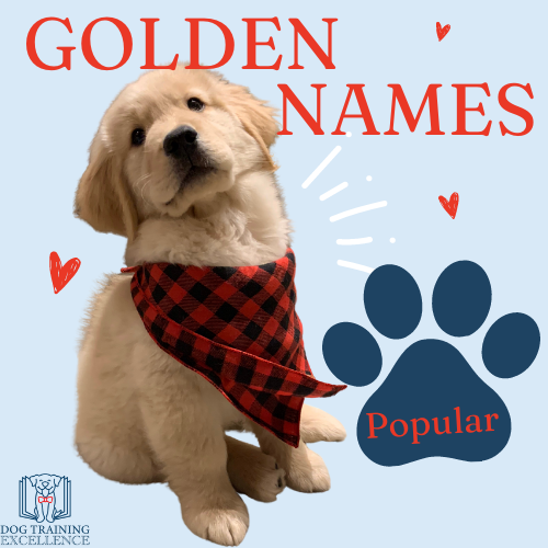 popular and unique golden retriever dog names