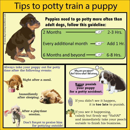 how to train a dog to potty outside