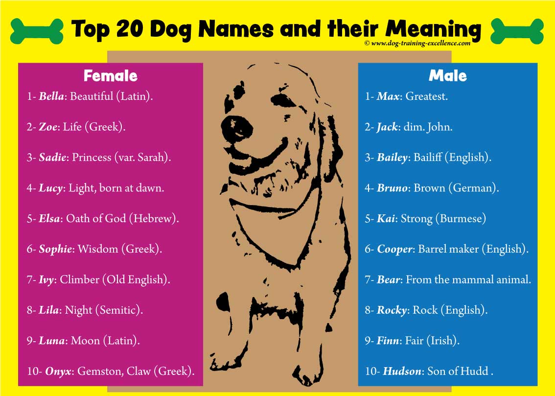1001 Best Dog Names For Smart Pets - female coolest roblox names