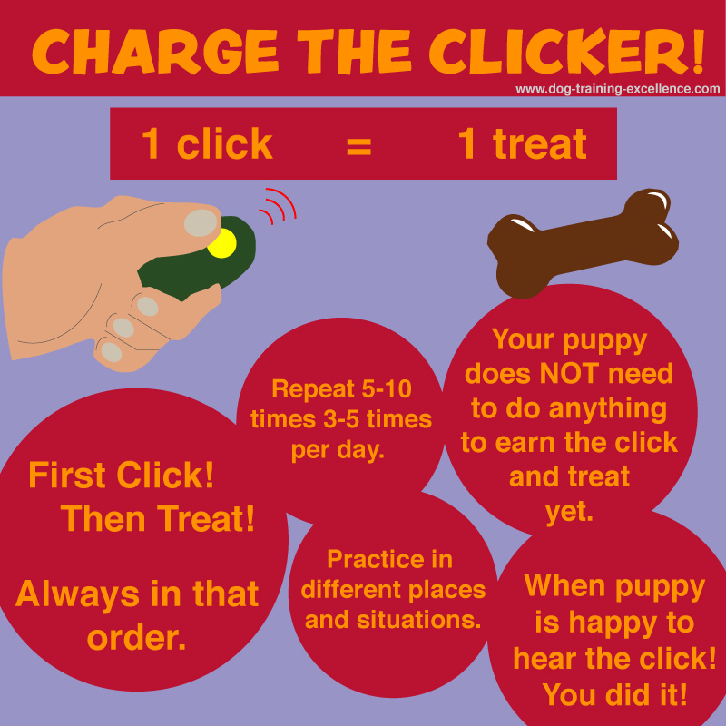 Clicker training with a dog
