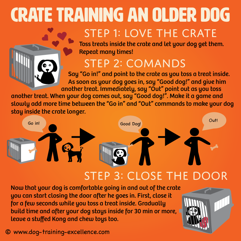 how to crate train a grown dog