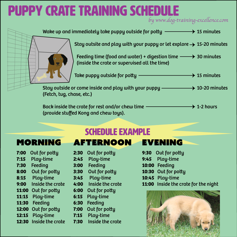 puppy daily schedule chart