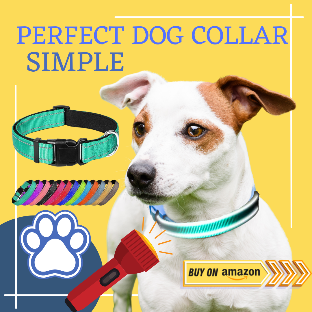 dog collar simple perfect