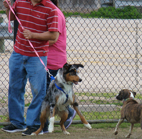 dog wont stop pulling on leash