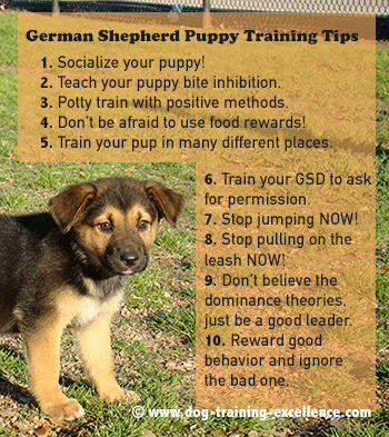 10 Best German Shepherd Puppy Training Tips Technopet