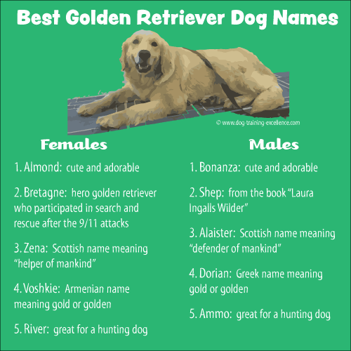 Names For Dogs Female Unique