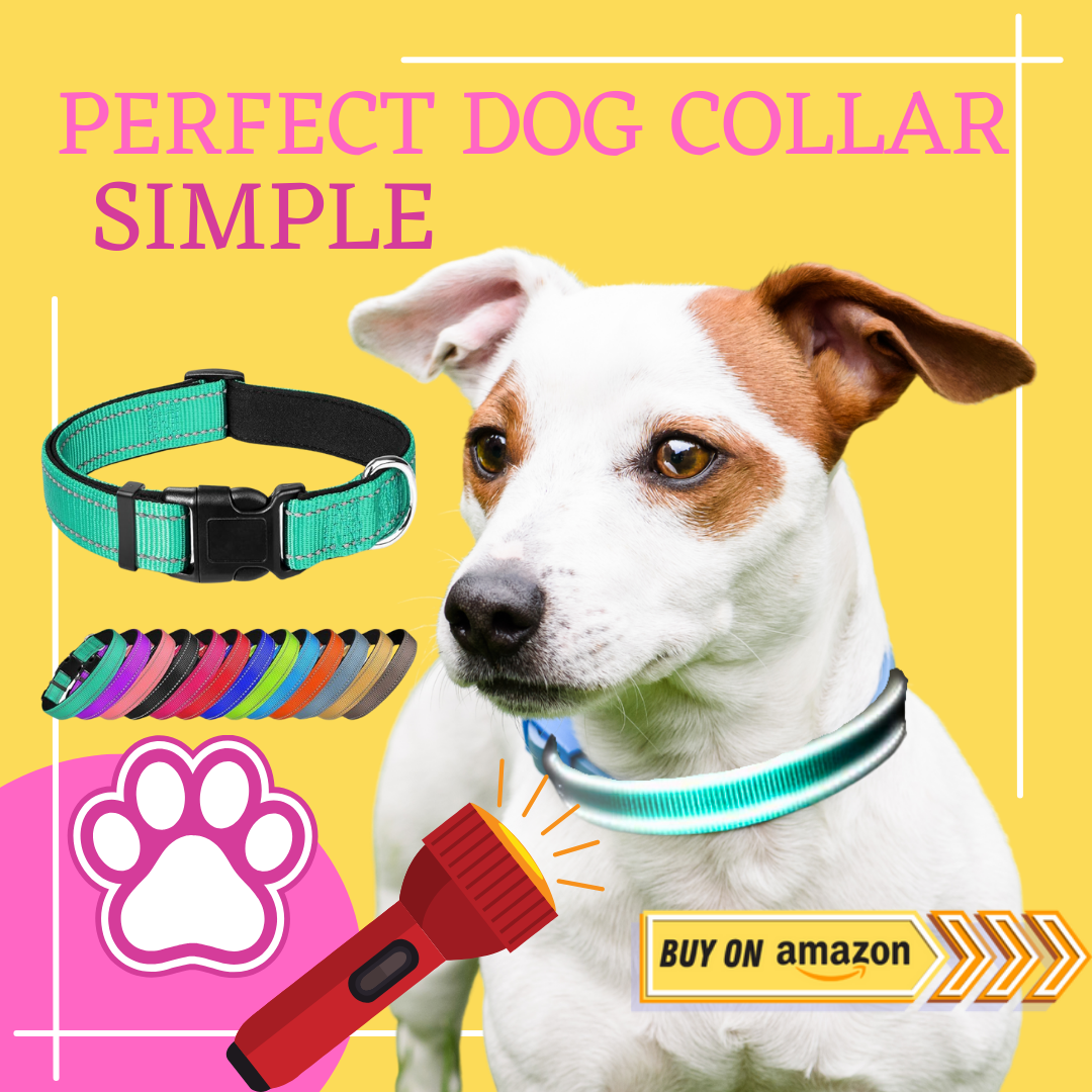 dog collar girl female