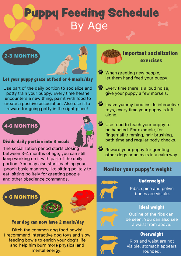Puppy Feeding Schedule Look At The Chart Follow The Tips