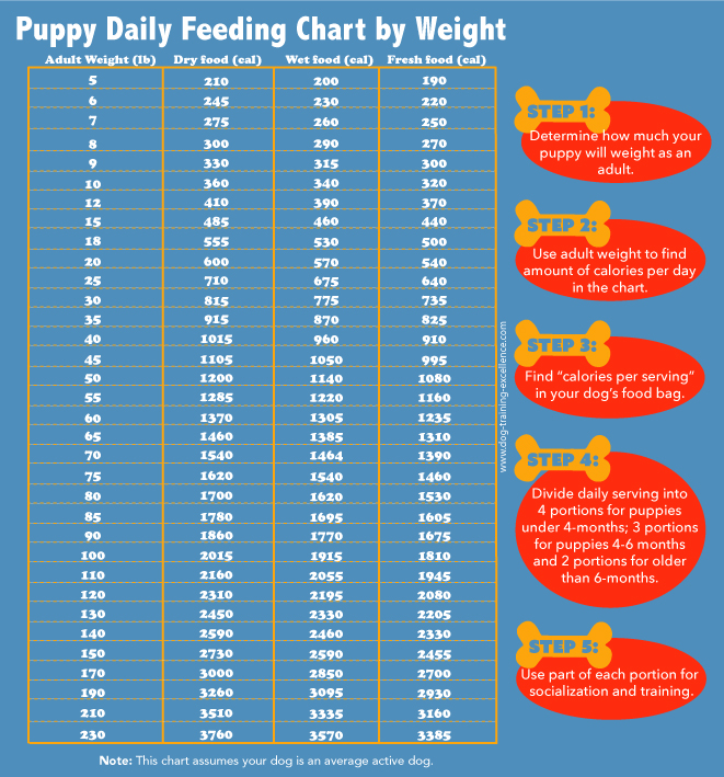 Puppy Feeding Schedule Look At The Chart Follow The Tips 