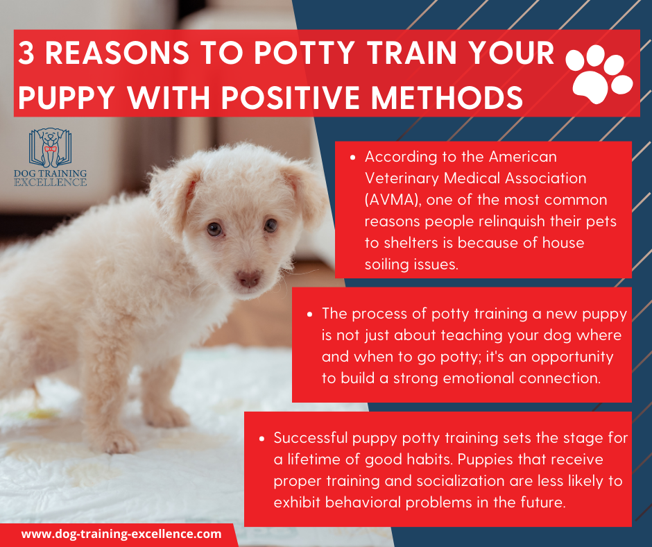 Mastering Potty Training a New Puppy Step by Step Guide