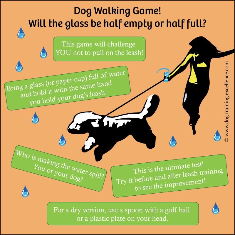 train your dog not to pull on the lead