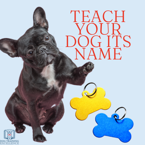 how to teach my dog its name tutorial