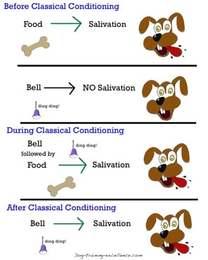 犬の訓練と古典的な条件